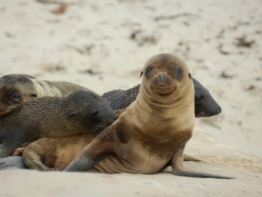 A sea lion pup on a sandy beach.