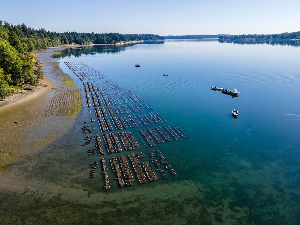 An aerial shot of an oyster farm. Rows of oyster beds are close to the shore. 