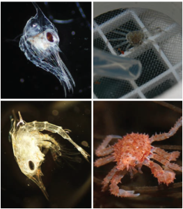 Four side-by-side images of larval and juvenile crabs. 