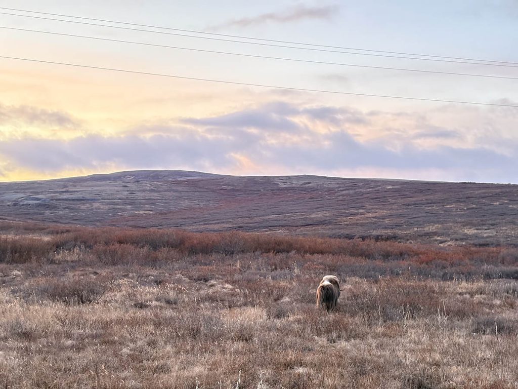 A single musk ox grazes in an open field.