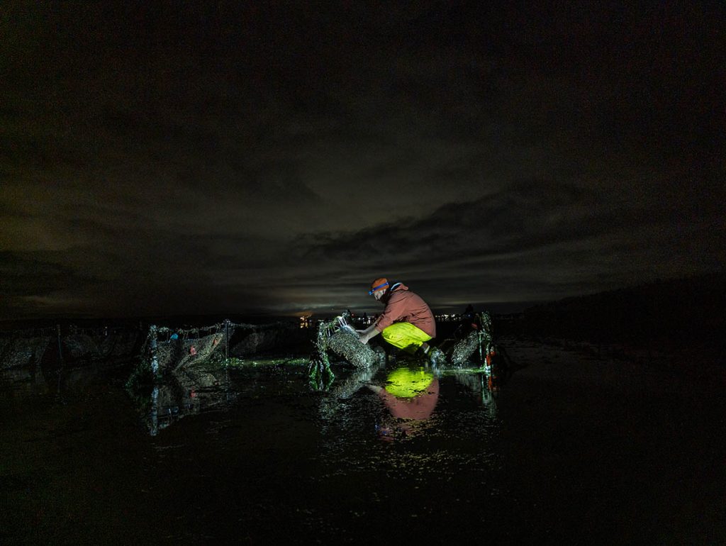 A researcher digs through an oyster bed in the middle of the night.