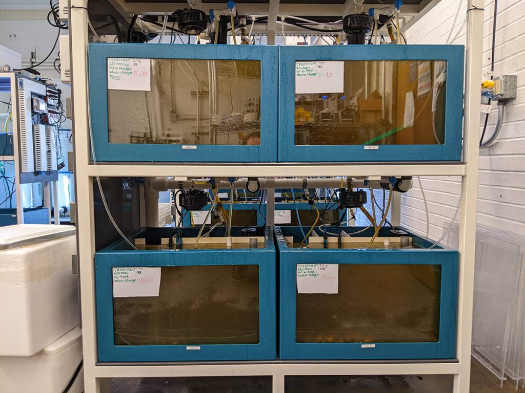 Four aquarium tanks in a lab, with a variety of tubes and sensors attached. 