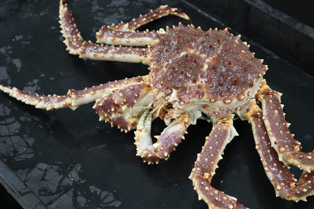 A red king crab on a wet ship deck.
