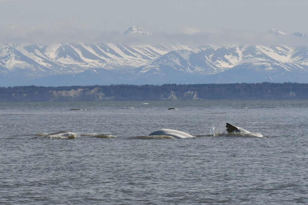 A small pod of beluga whales breach the surface of the water, with mountains on the shore int he background.
