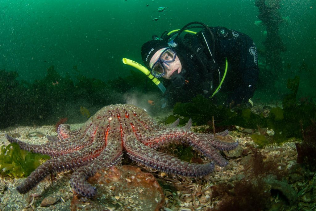 A scuba diver poses next to a large sunflower sea star on the sea floor