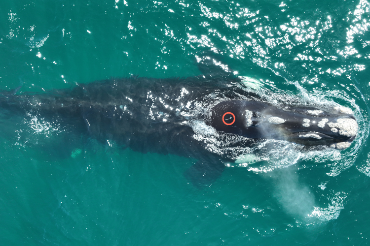 An aerial photograph of a whale near the surface of the ocean. A small tag is visible on its back.