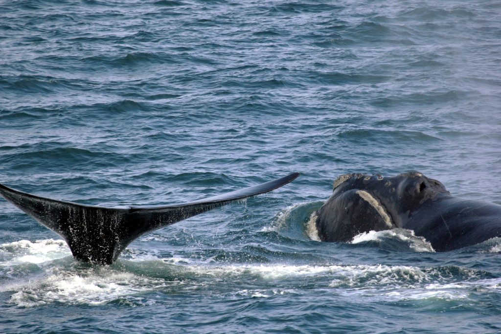 Two North Pacific right whales breaching the surface.