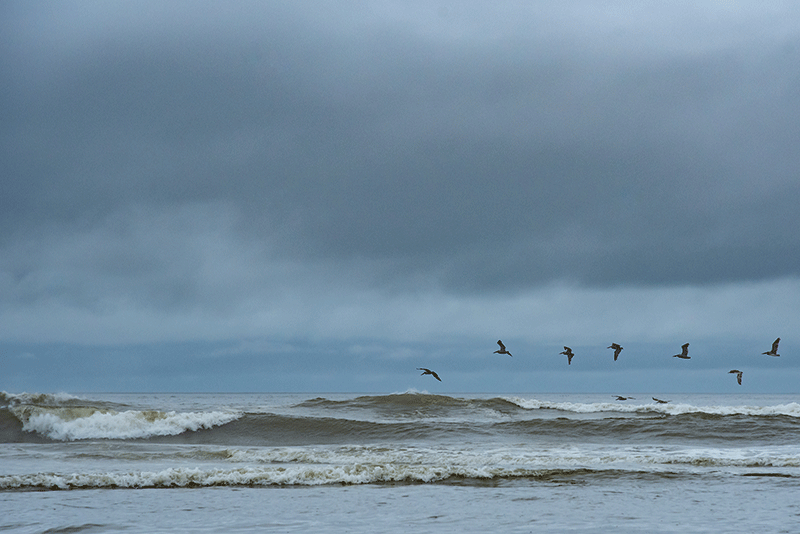 Several birds fly low over choppy waves as storm clouds build over the ocean.